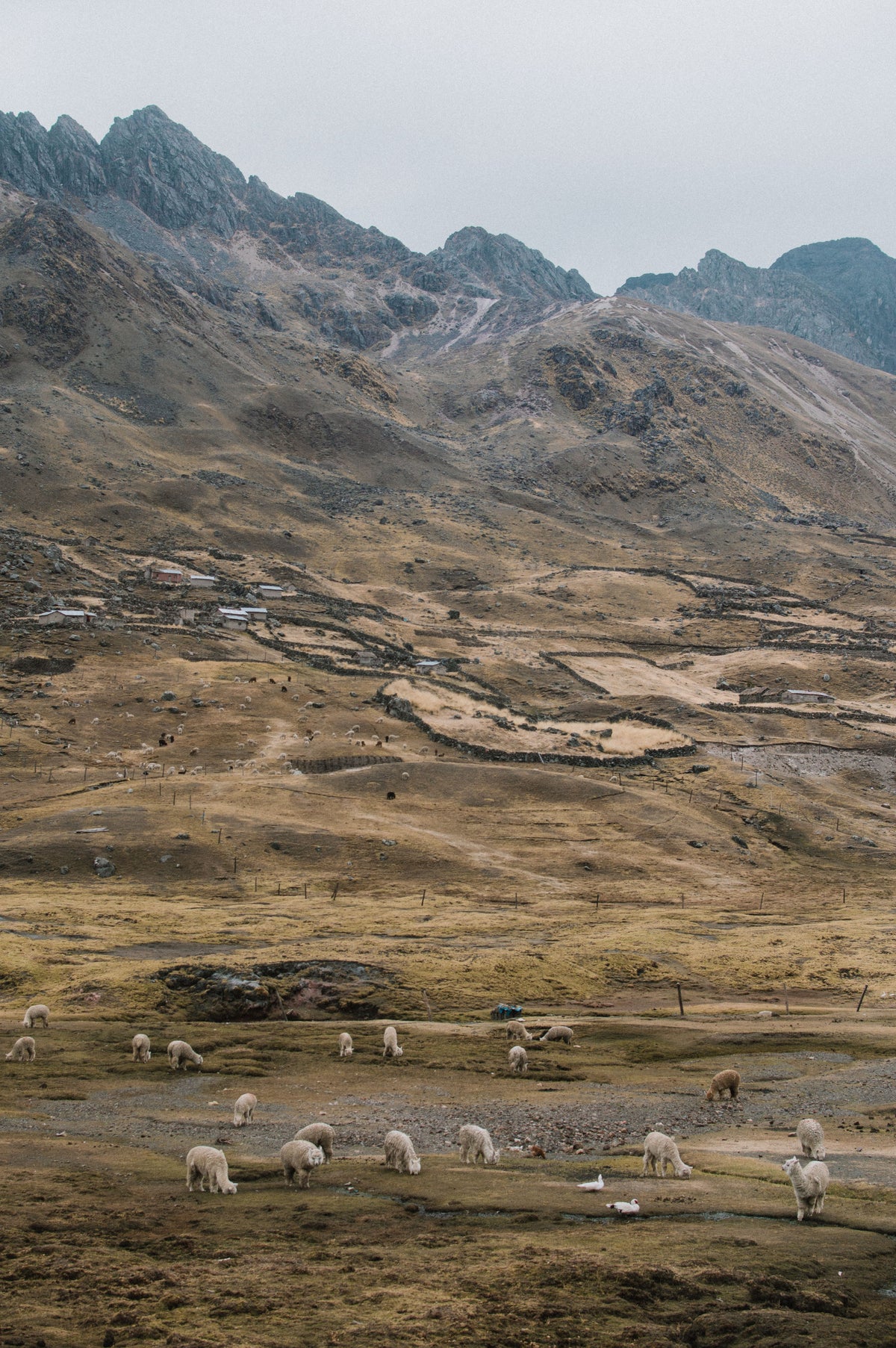 Alpacas grazing below the Andean mountains in Cusco, Peru. Photograph by Susan Flores.