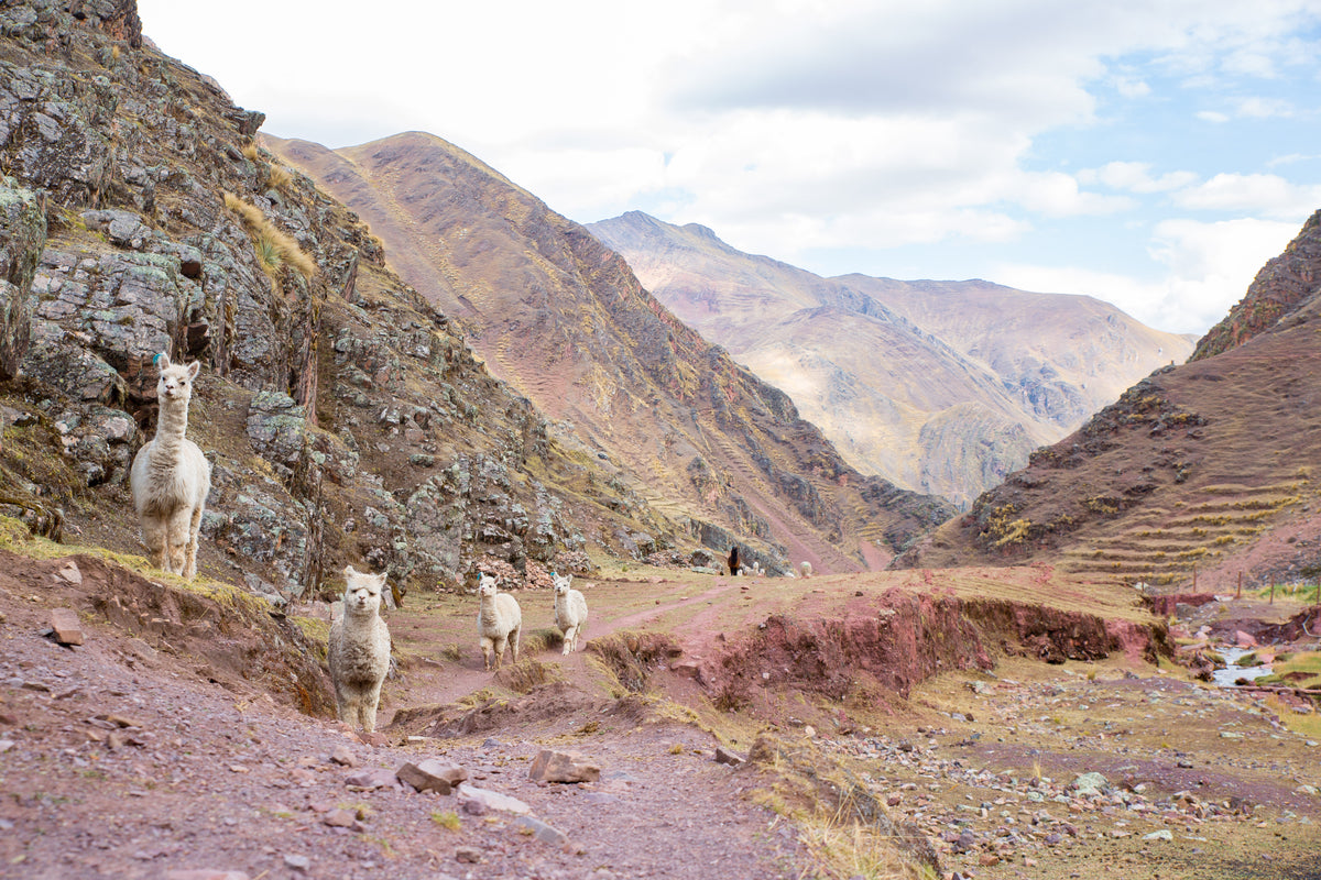 Alpacas on a mountain path in the Red Valley near Cusco, Peru. Photograph by Havardtl, CC BY 4.0.